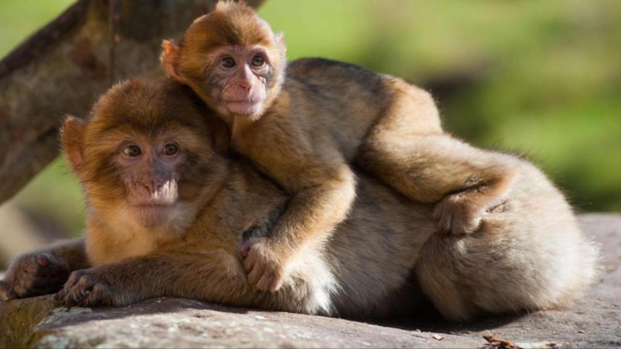 La Brie à 15mn de Disneyland et Village Nature Neufmoutiers-en-Brie Esterno foto